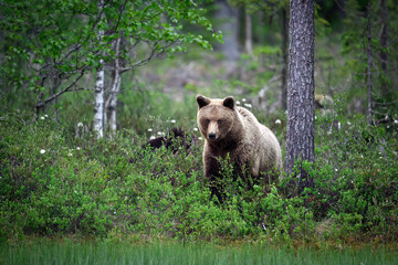 Wall Mural - Wild brown bear ( Ursus arctos )