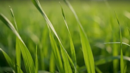 Wall Mural - Close-up of Tall Grass Swaying Gently in the Breeze with Shallow Depth of Field summer, organic, foliage