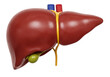 © Lily - Human liver isolated on transparent background, anatomical model of internal organ for medical education and healthcare