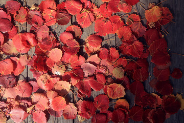 Wall Mural - red autumn fallen leaves background for frame, beautiful autumn nature photo