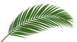 © Habiba - Single green palm frond with many thin leaves, isolated on white background