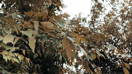 Close-up of autumn leaves on a tree branch natural light suitable for backgrounds and seasonal designs