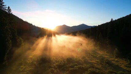 Wall Mural - Ethereal fog rolling across a serene forest valley at sunrise, creating a mystical atmosphere majestic, wilderness, calm