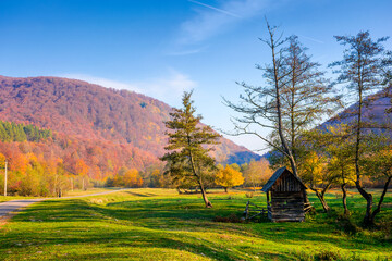 Wall Mural - serene countryside landscape among transcarpathia hills. colorful deciduous trees on a lush green meadow under blue sky. beautiful view of a place in ukraine on a sunny october morning