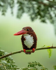 Wall Mural - White throated breasted kingfisher halcyon smyrnensis bird closeup perched in natural green background during winter season at keoladeo national park forest bharatpur bird sanctuary rajasthan india