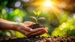 © Osama - Hands holding a small plant seedling with soil, bathed in warm sunlight, symbolizing growth, new beginnings, and environmental care in a natural setting