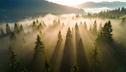 Wall Mural - Misty forest landscape at sunrise with sun rays piercing through trees, creating a serene atmosphere