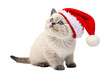 © PNG King - Fluffy kitten wearing Santa hat looking up
