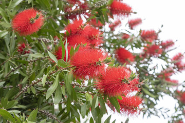 Wall Mural - Callistemon