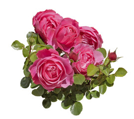 Wall Mural - Rosier rose	