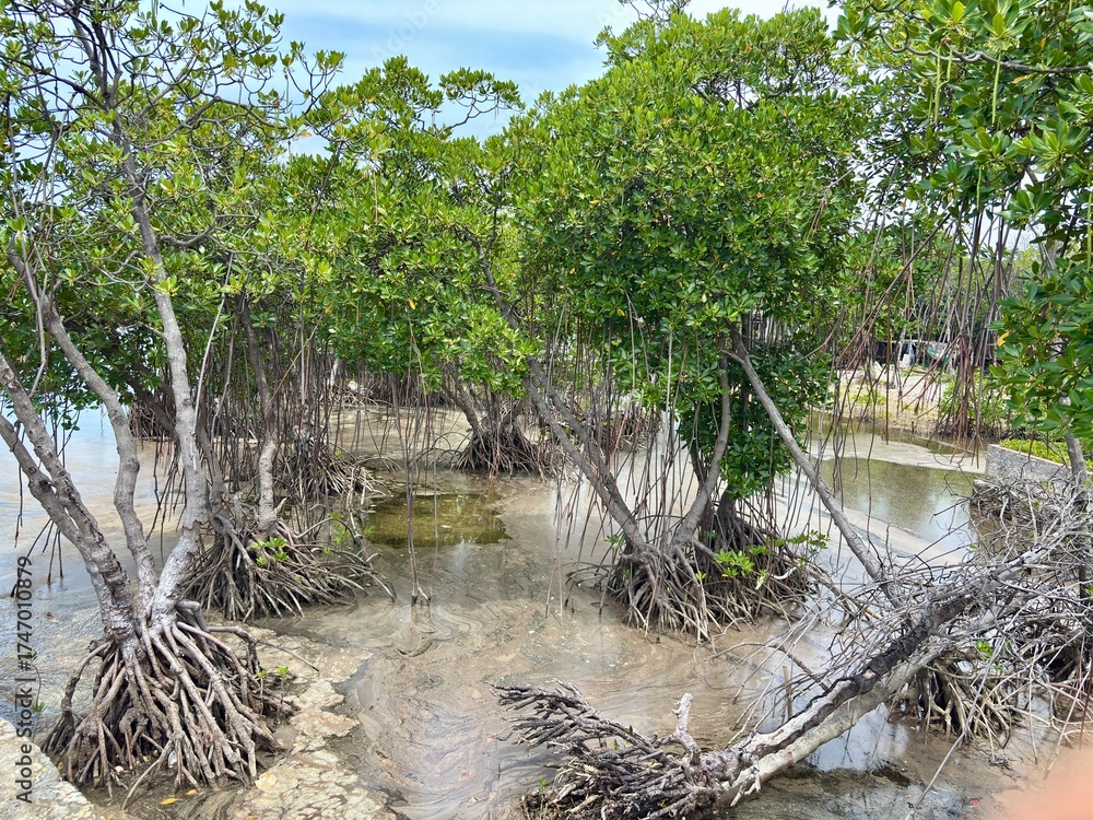Стокове фото Tightly-cropped view of mangrove trees with distinct ...