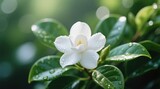  a white gardenia flower with water droplets on it, surrounded by lush green leaves The background is slightly blurred, giving the flower a soft and dreamy look