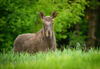 Wall Mural - Elk  Moose close up ( Alces alces )
