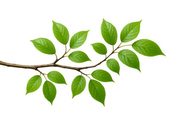Green tree branch with multiple leaves isolated on clean white background