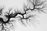 Abstract Aerial View of Braided River Channels Resembling Tree Branches in Black and White.
