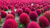 Vibrant field of spherical crimson plants