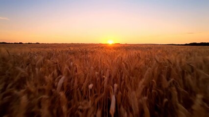 Wall Mural - A vast, empty golden field of swaying wheat sways gently in the evening breeze at dusk, captured with a cinematic handheld tracking shot gold, abstract, nature