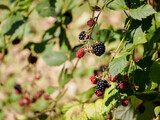 Ripe blackberry fruits on a twig with green leaves.