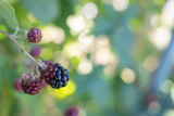 Ripe blackberry fruits on a twig with green leaves.