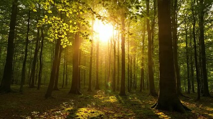 Wall Mural - golden sun rays slowly shift and filter through a dense forest canopy in a tranquil timelapse tranqu