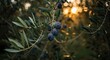 © PixelNova - Capture the rustic charm with a close-up of vibrant olives on the branch, bathed in the warm glow of the setting sun, evoking a sense of natural beauty and Mediterranean allure