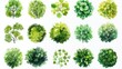 © kik - Collection of various green tree tops and bush shapes in watercolor style arranged in rows on a white background conveying natural freshness and diversity