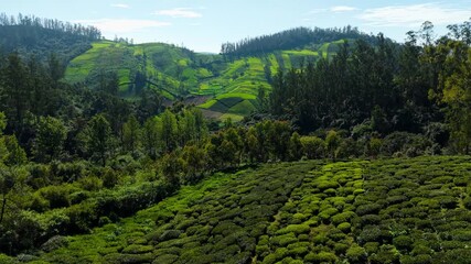 Wall Mural - Vibrant green tea plantations blanket rolling hills under a crisp blue sky, creating a striking patchwork of color and texture. A visually captivating landscape, rich in natural patterns and contrast.