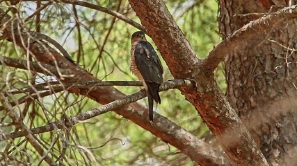 Wall Mural - Sparrowhawk is perched on a tree, busy preening its feathers