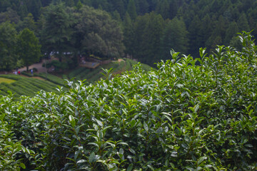 Canvas Print - This is a close-up of green tea leaves.