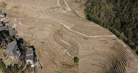 Wall Mural - Drone view over dry Longsheng rice terraces and forested hillside in Guangxi, China