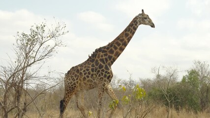 Wall Mural - a tracking clip of a male cape giraffe walking at kruger national park of south africa
