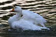© Mrio - Ganso fêmea se banhando no lago do jardim do Museu da República - Catete - RJ