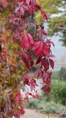 Wall Mural - Red autumn leaves hanging from a branch in a park with blurred background