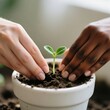© Cade Foster  - Manos diversas cuidando una plántula en maceta blanca. Símbolo de colaboración, sostenibilidad y nuevo comienzo. Ideal para ecología, diversidad, educación, responsabilidad social. Iluminación natural