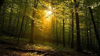 Wall Mural - golden sun rays slowly shift and filter through a dense forest canopy in a tranquil timelapse quiet,