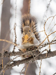 Wall Mural - The squirrel with nut sits on tree in the winter or late autumn