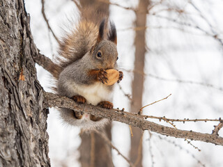 Wall Mural - The squirrel with nut sits on tree in the winter or late autumn