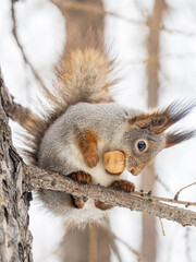 Wall Mural - The squirrel with nut sits on tree in the winter or late autumn