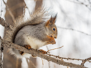 Wall Mural - The squirrel with nut sits on tree in the winter or late autumn