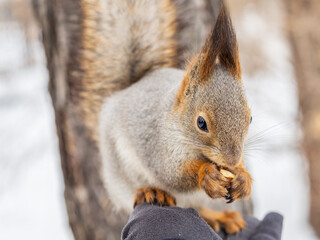 Wall Mural - Squirrel eats nuts from a man's hand. Caring for animals in winter or autumn.