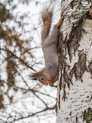 Wall Mural - Squirrel sitting upside down on a tree trunk. The squirrel hangs upside down on a tree against colorful blurred background. Close-up.