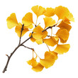 © ArzStudio - Golden Ginkgo Biloba Leaves in Autumn Splendor Display, on the transparent background. Transparent PNG
