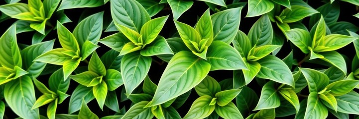 Wall Mural - Lush green leaves, vibrant texture, natural background, close-up view of foliage, closeup, jungle, texture
