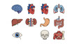 © Valentina - Human anatomy vector icon set. Medical and health organs collection. Biology infographic elements. Brain, heart, lungs, liver, kidneys, stomach, intestines, eye, skull, muscle.