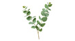 © tonostock - A single sprig of fresh eucalyptus leaves with its characteristic round shape and silvery green color.