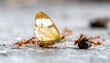 © ivannn - A butterfly surrounded by ants on pavement, cooperating for food