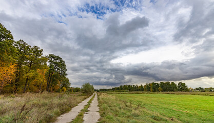 Wall Mural - Road runs through a field with trees on either side