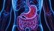 © Dodi - Detailed human digestive system anatomy with stomach and intestines for medical research and educational materials, rendered in vibrant pinks and blues