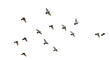 © MopoWe - Flock of Birds Flying Motion Wildlife Nature Ornithology Freedom Concept