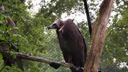 Wall Mural - Powerful vulture bird looking around while sitting on tree branch, handheld view